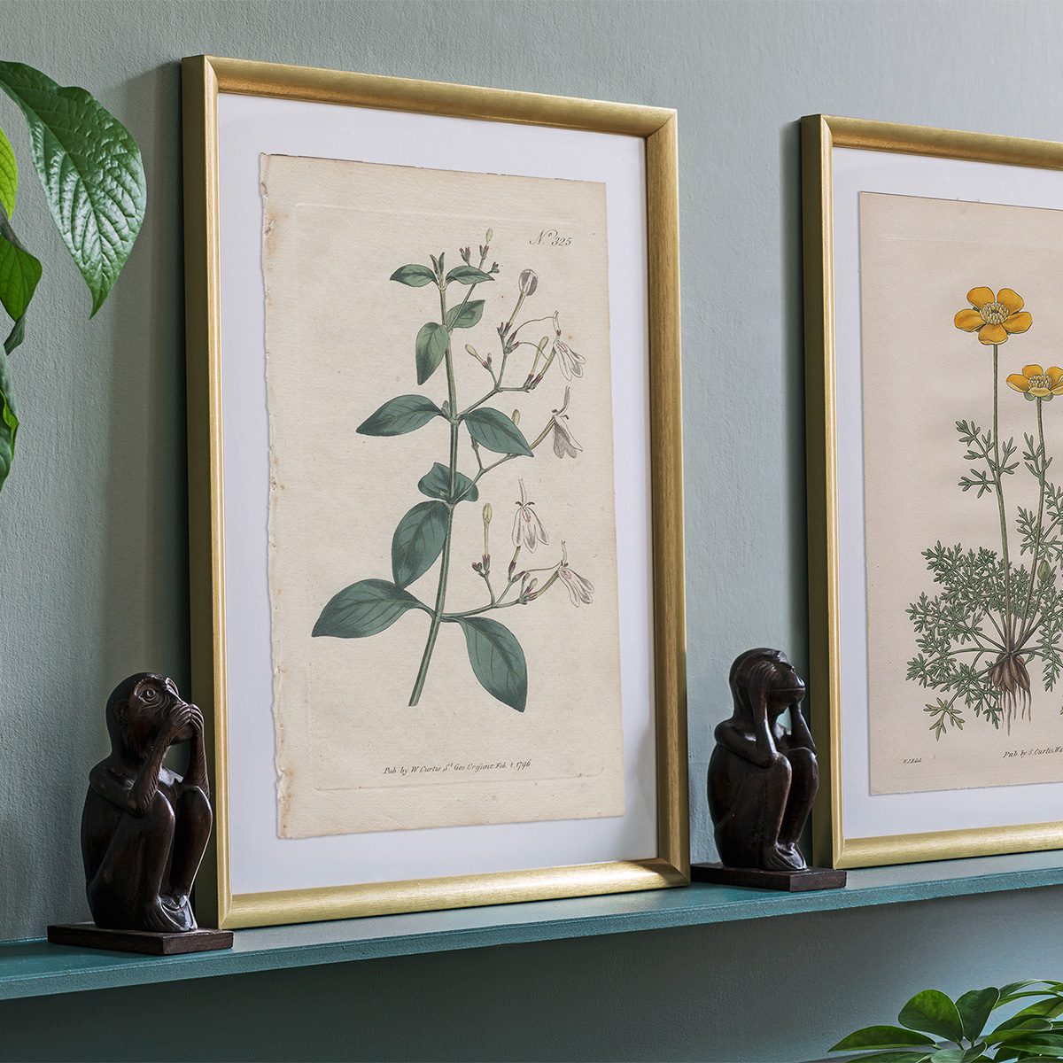 Curtis Plate 325 Dichotomous Justicia - Image 3