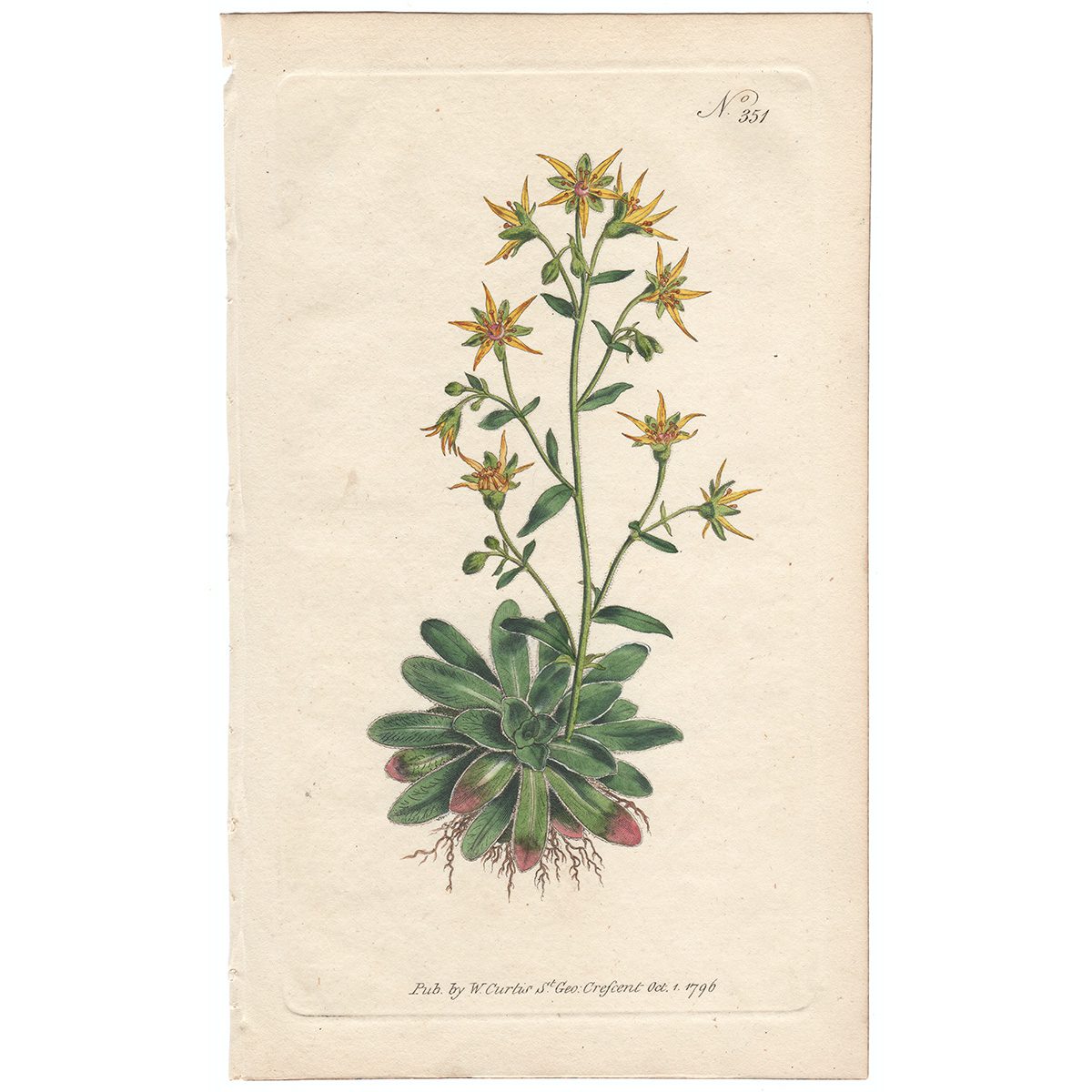 Curtis Plate 351 Saffron-Coloured Saxifrage
