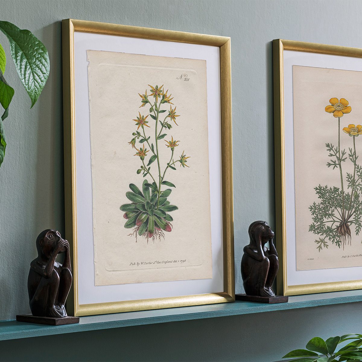 Curtis Plate 351 Saffron-Coloured Saxifrage - Image 3