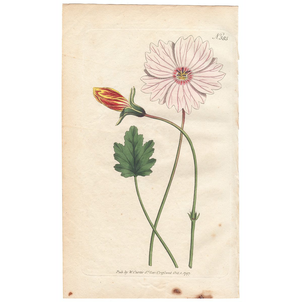 Curtis Plate 385 Board-Leaved Monsonia