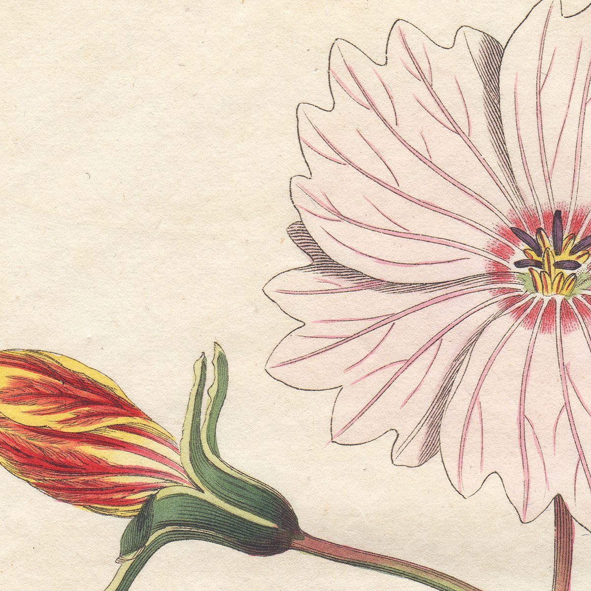 Curtis Plate 385 Board-Leaved Monsonia - Image 2