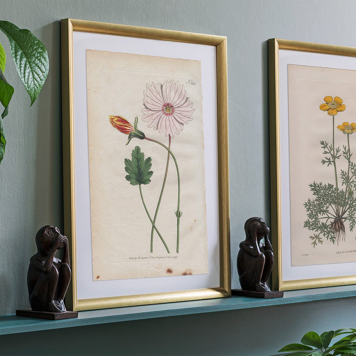 Curtis Plate 385 Board-Leaved Monsonia - Image 3