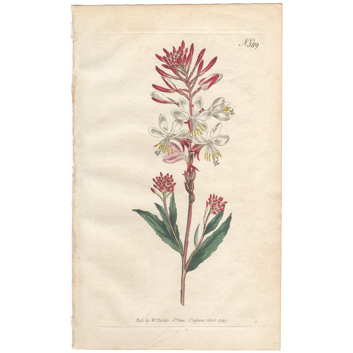 Curtis Plate 389 Biennial Gaura