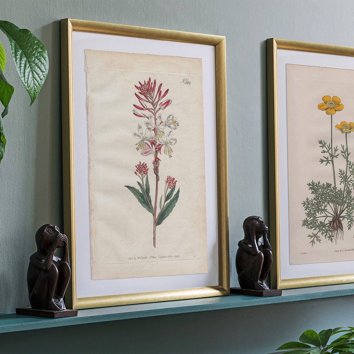 Curtis Plate 389 Biennial Gaura - Image 3