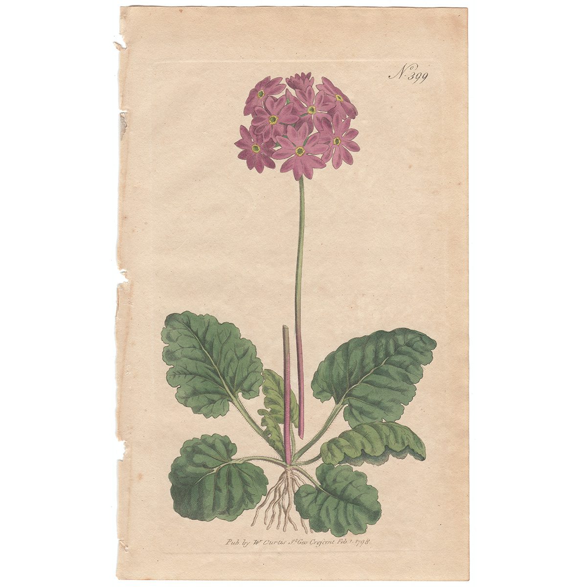 Curtis Plate 399 Cortusa-Leaved Primula