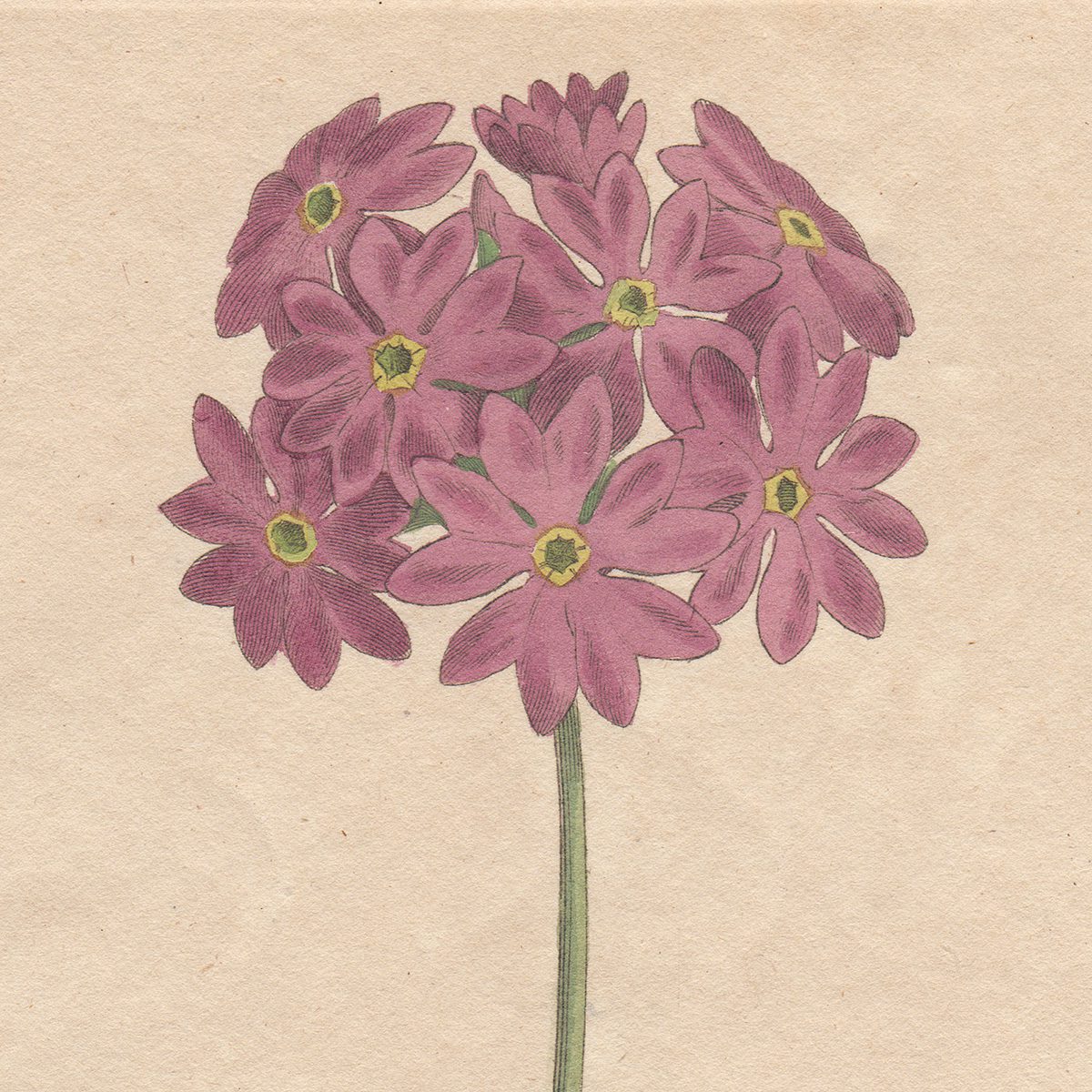 Curtis Plate 399 Cortusa-Leaved Primula - Image 2