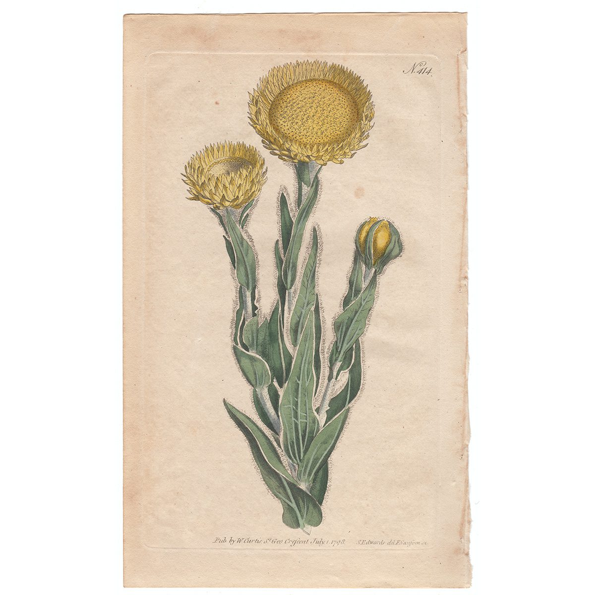 Curtis Plate 414 Great Yellow Flowered Xeranthemum
