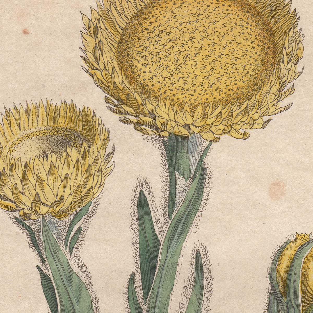 Curtis Plate 414 Great Yellow Flowered Xeranthemum - Image 2