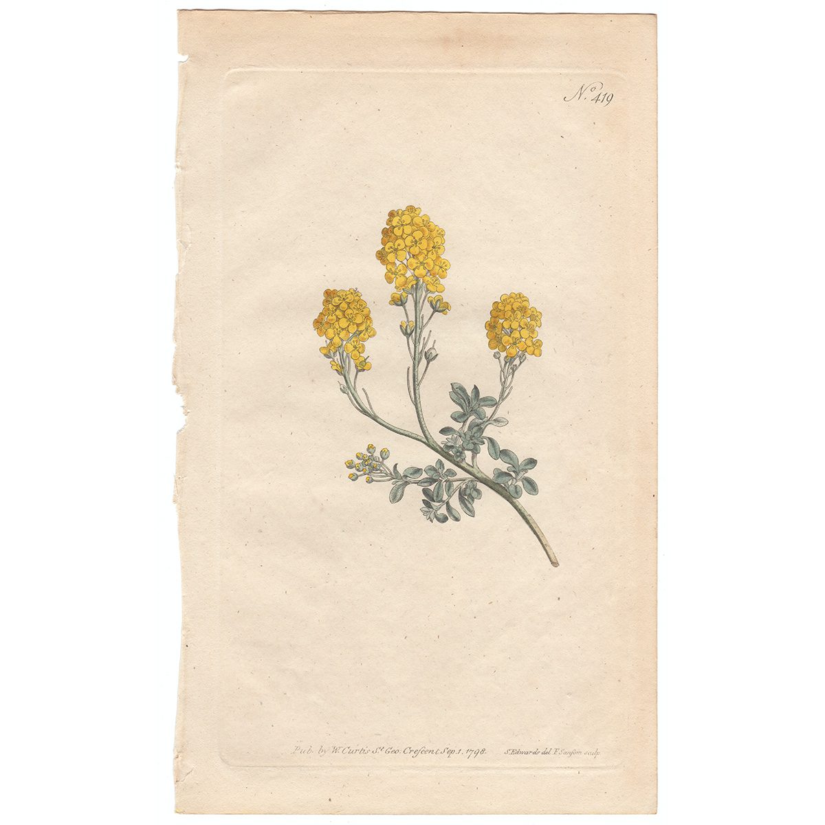 Curtis Plate 419 Mountain Alyssum, or Madwort