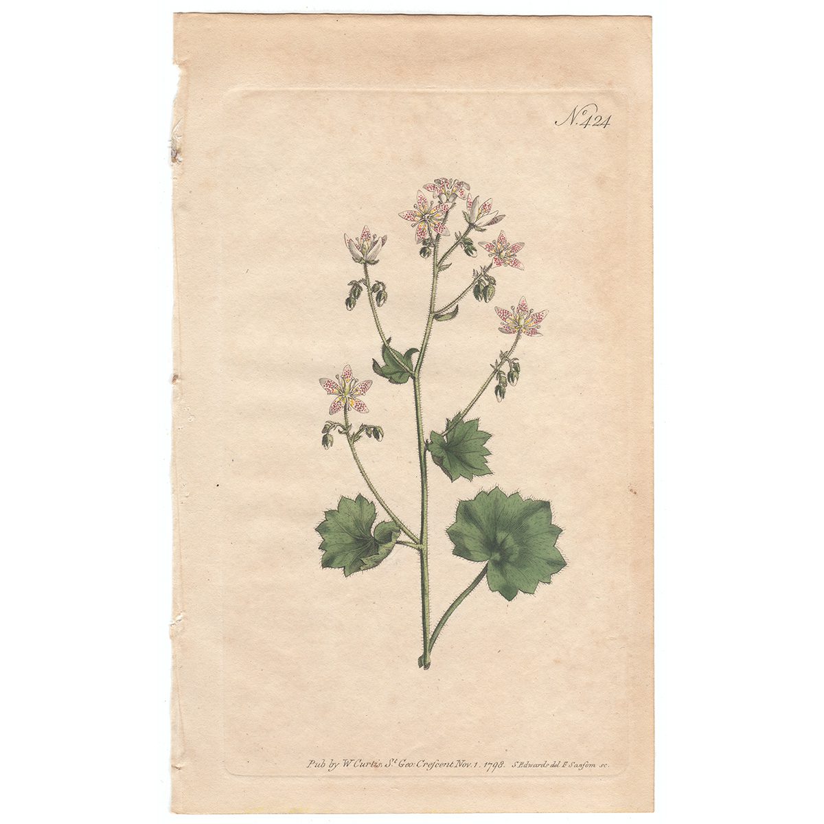 Curtis Plate 424 Round-Leaved Saxifrage