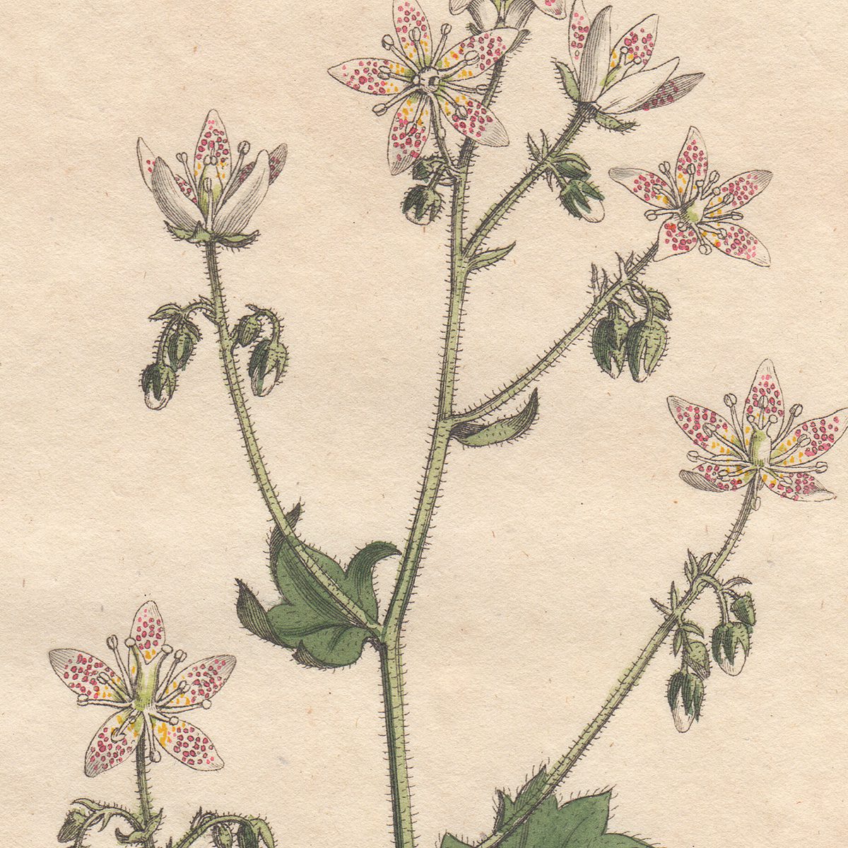 Curtis Plate 424 Round-Leaved Saxifrage - Image 2