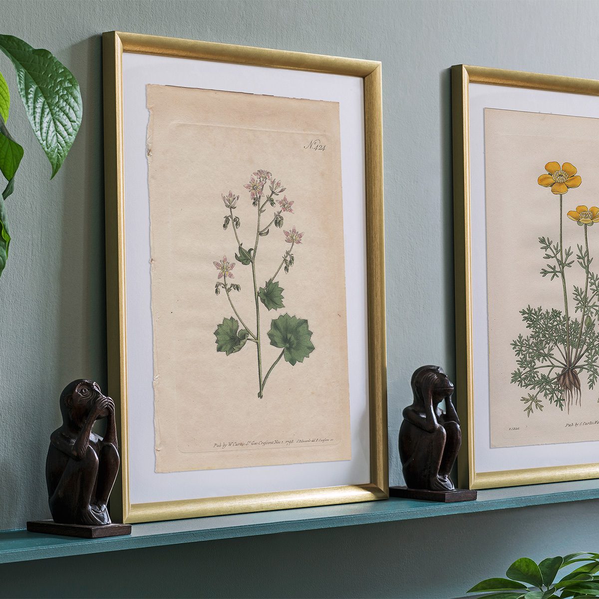 Curtis Plate 424 Round-Leaved Saxifrage - Image 3