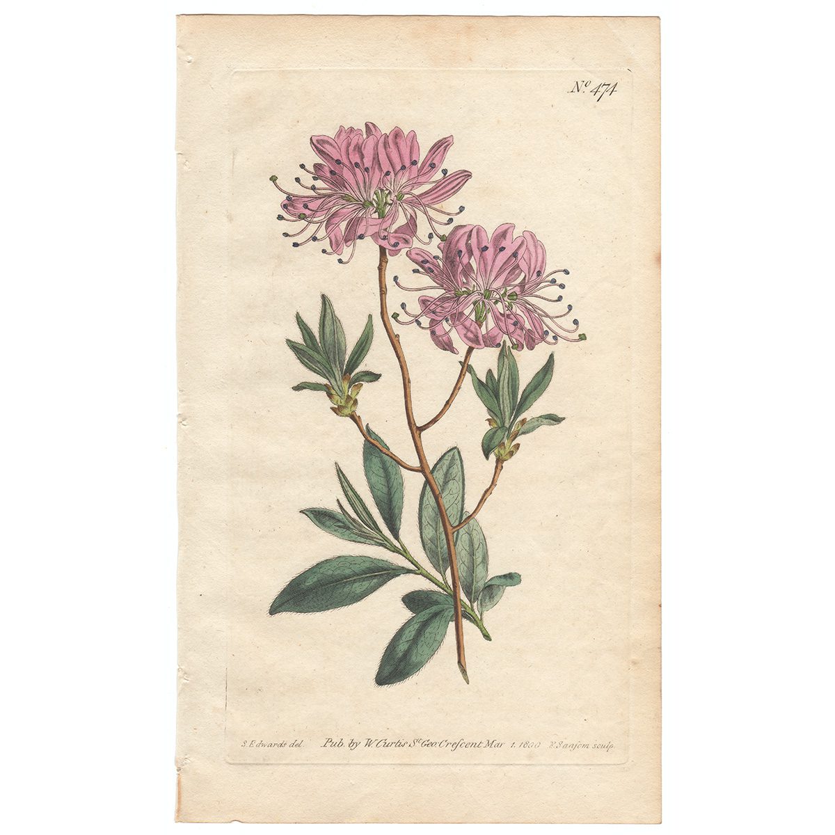 Plate 474 Canadian Rhodora, Curtis Botanical Magazine 1800 antique engraving