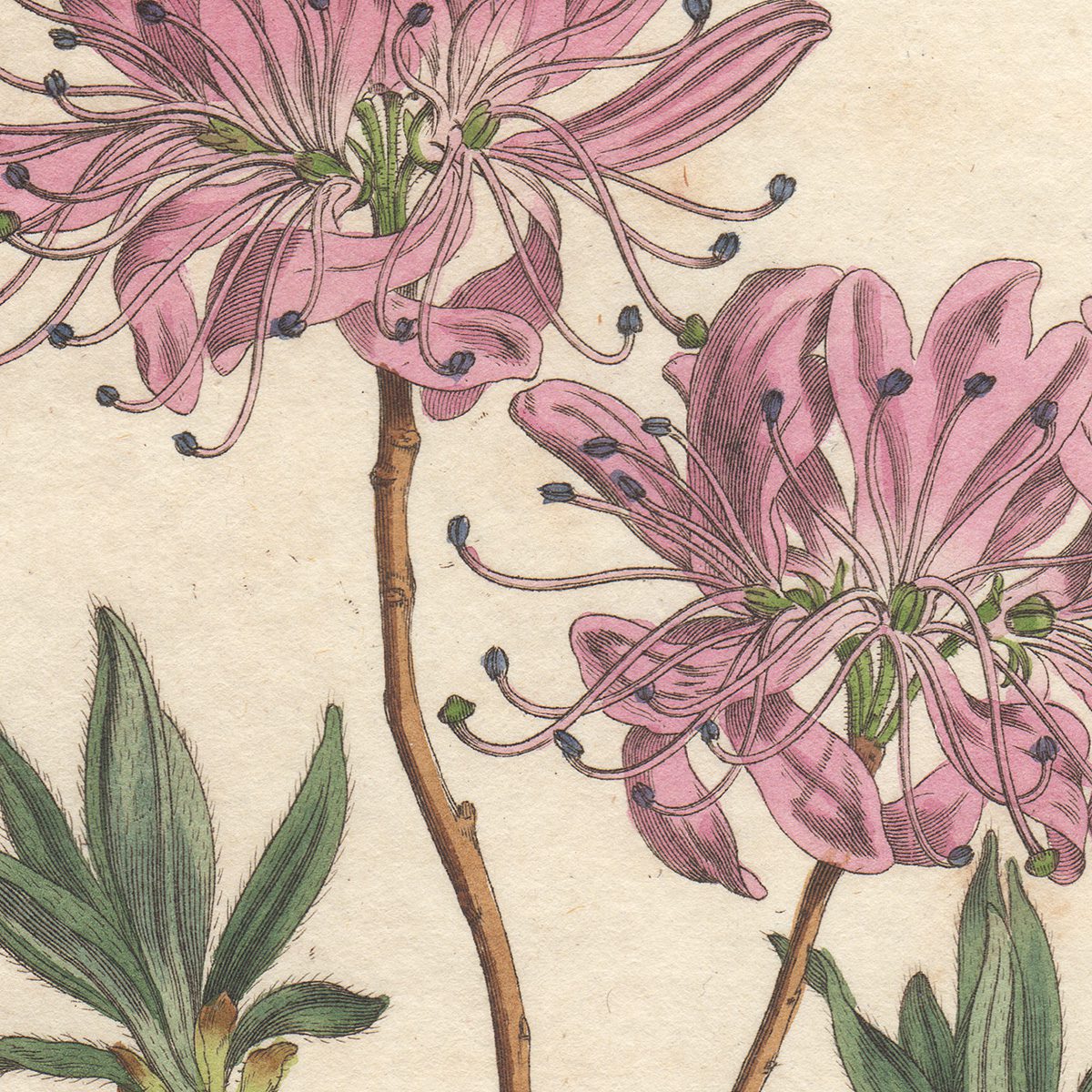Plate 474 Canadian Rhodora, Curtis Botanical Magazine 1800 antique engraving - Image 2