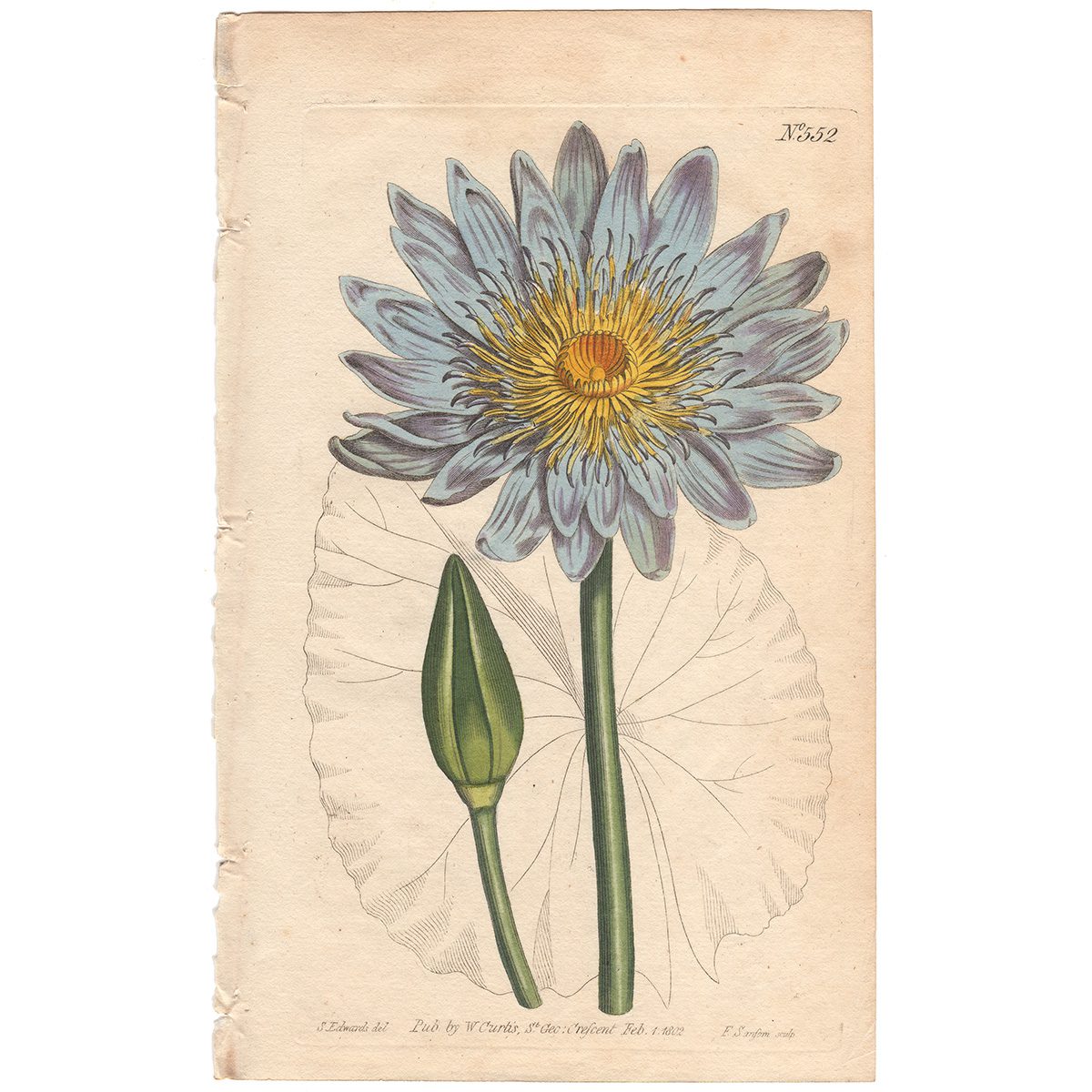 Curtis Plate 552 Blue Water-Lily