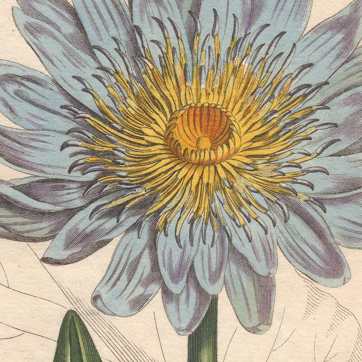 Curtis Plate 552 Blue Water-Lily - Image 2