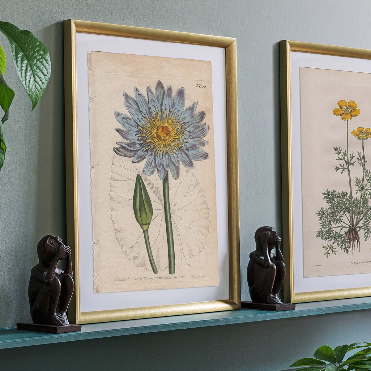 Curtis Plate 552 Blue Water-Lily - Image 3