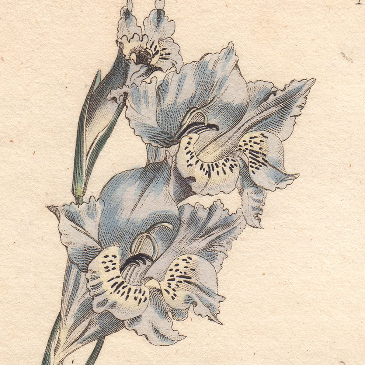 Curtis Plate 562 Slender Corn-Flag - Image 2