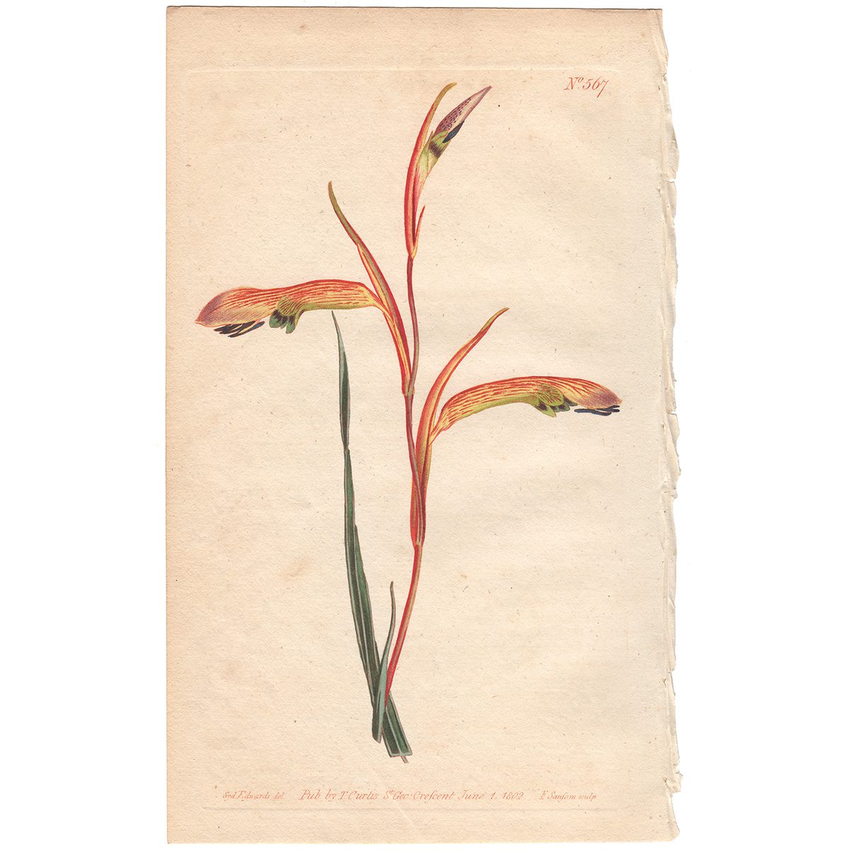 Curtis Plate 567 Square-Leaved Corn-Flag