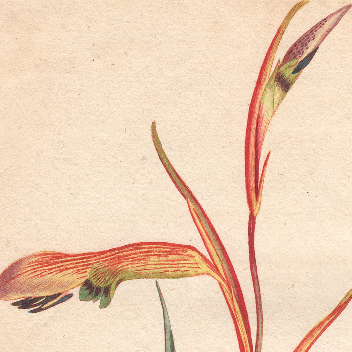 Curtis Plate 567 Square-Leaved Corn-Flag - Image 2