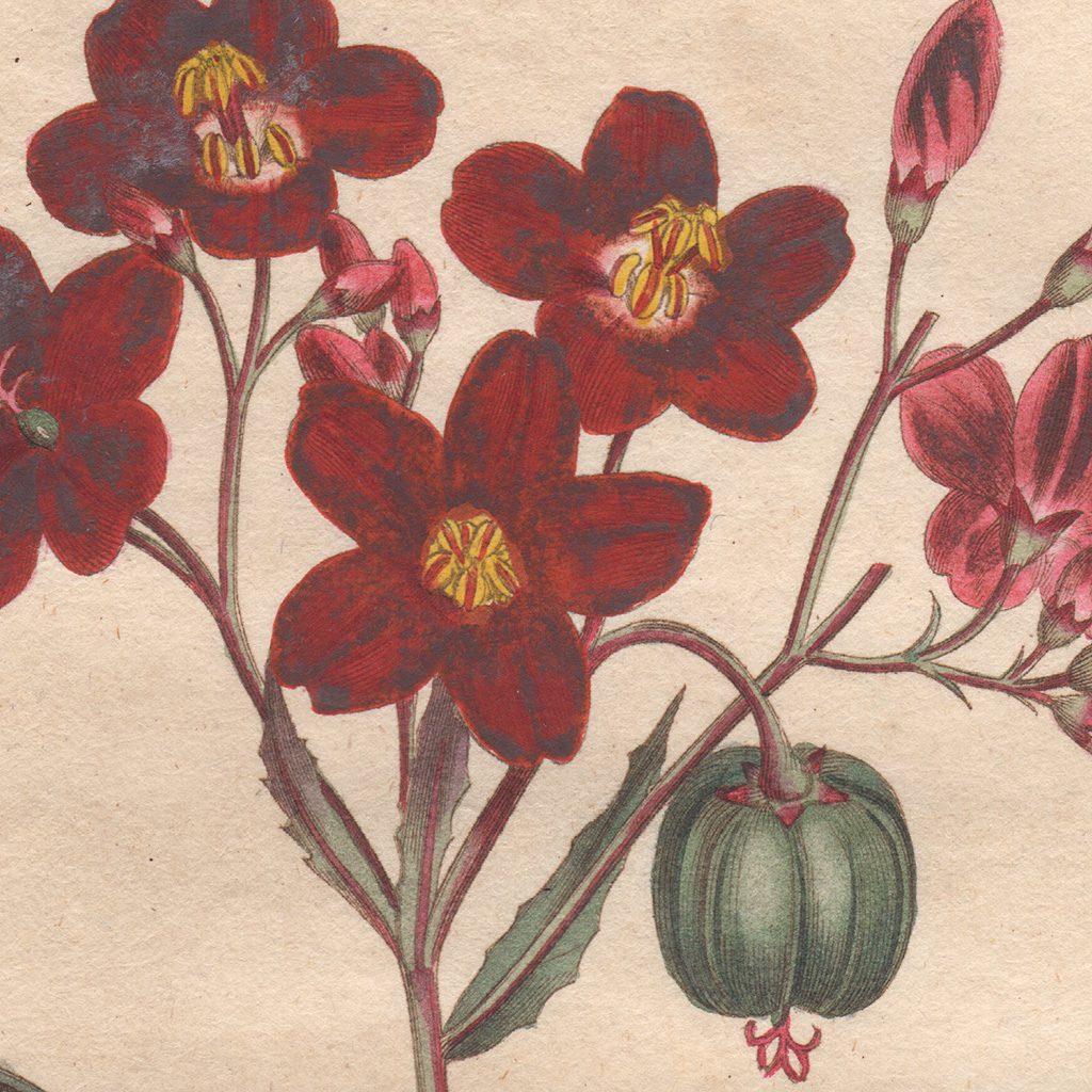 Curtis Plate 604 Fiddle-Leaved Physic-Nut - Image 2