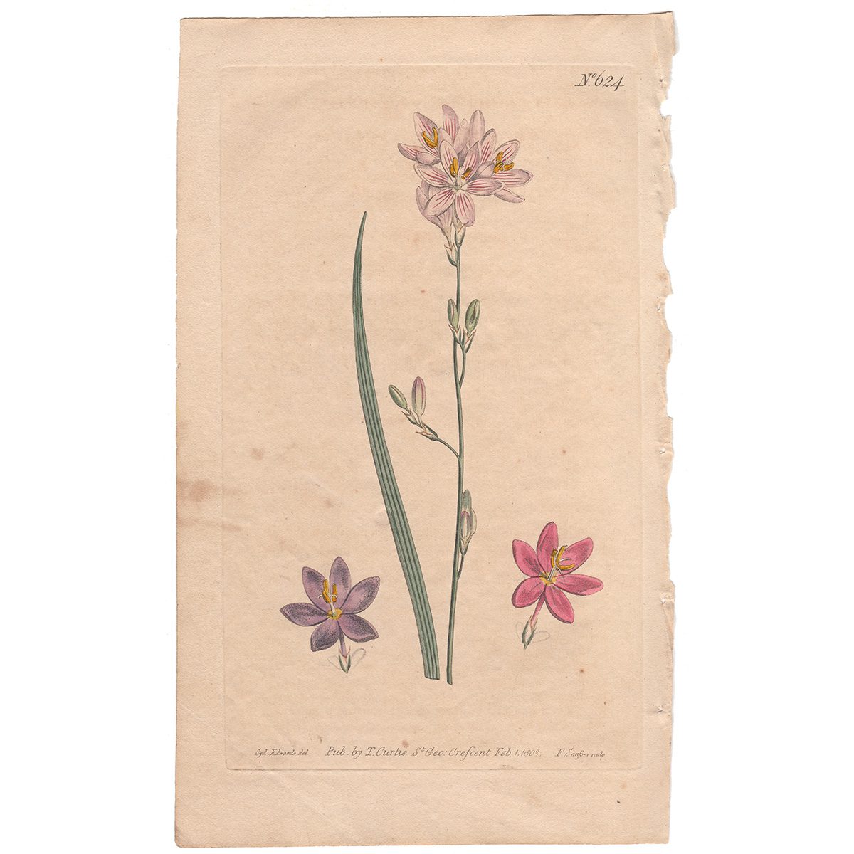 Curtis Plate 624 Flexuose Ixia