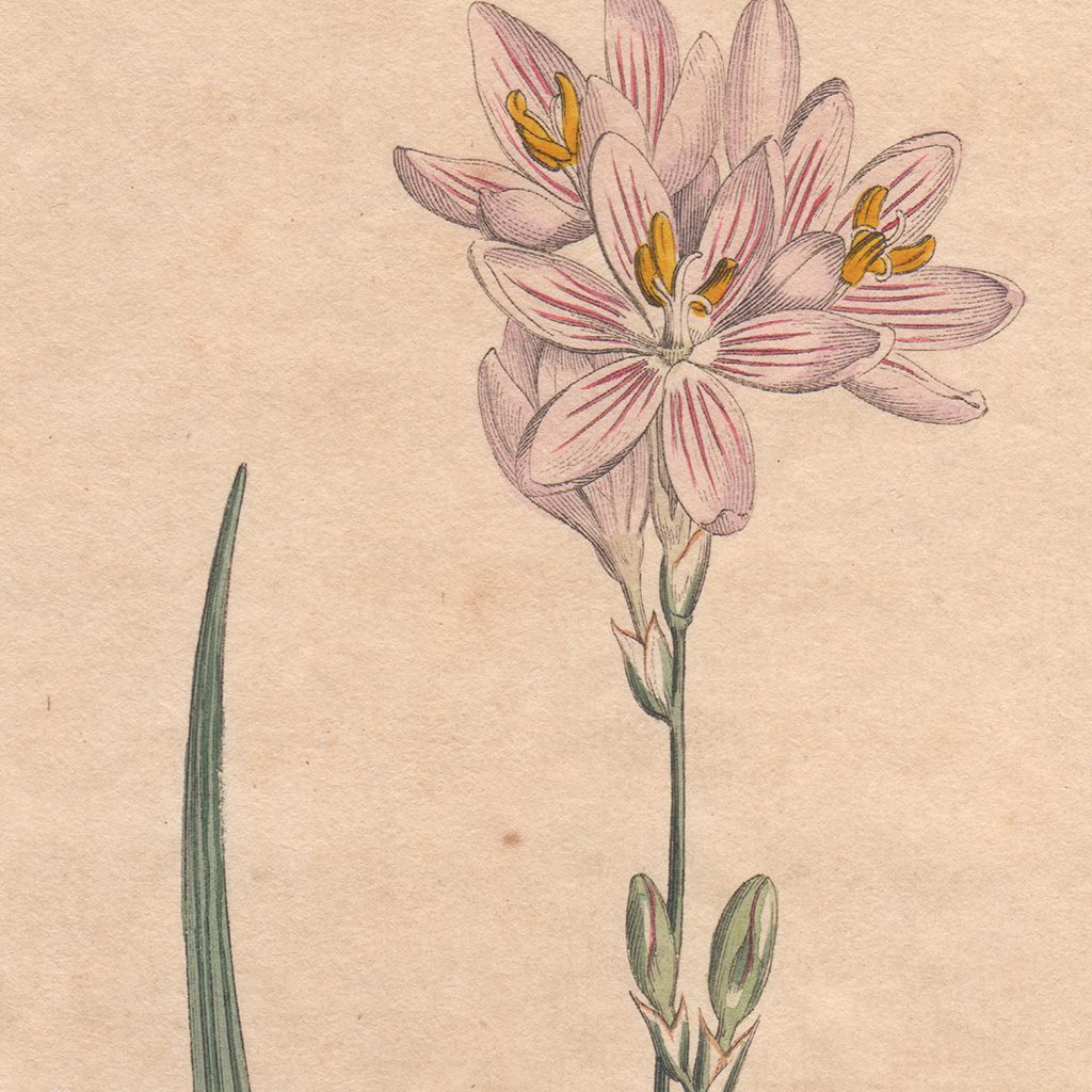 Curtis Plate 624 Flexuose Ixia - Image 2