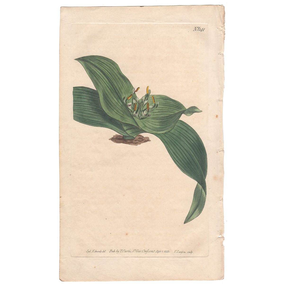 Curtis Plate 641 Dwarf Melanthium