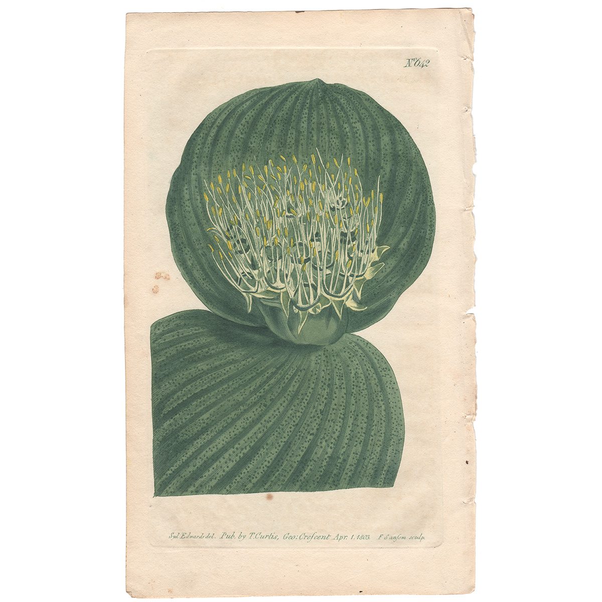 Curtis Plate 642 Shagreen-Leaved Massonia