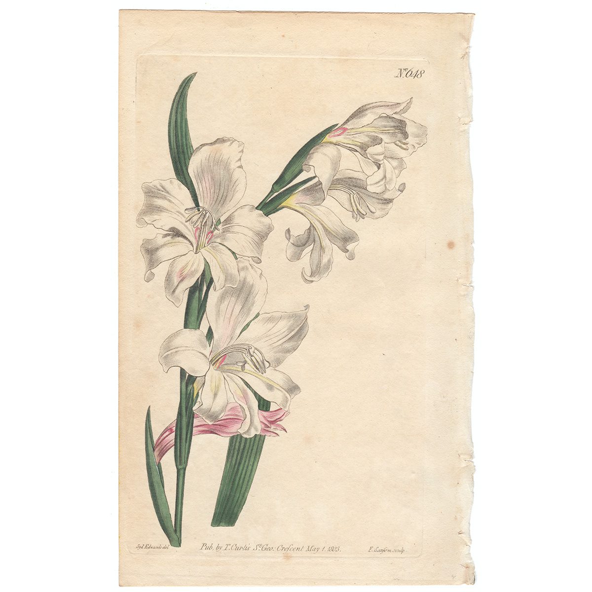 Curtis Plate 648 Snow-White Corn-Flag