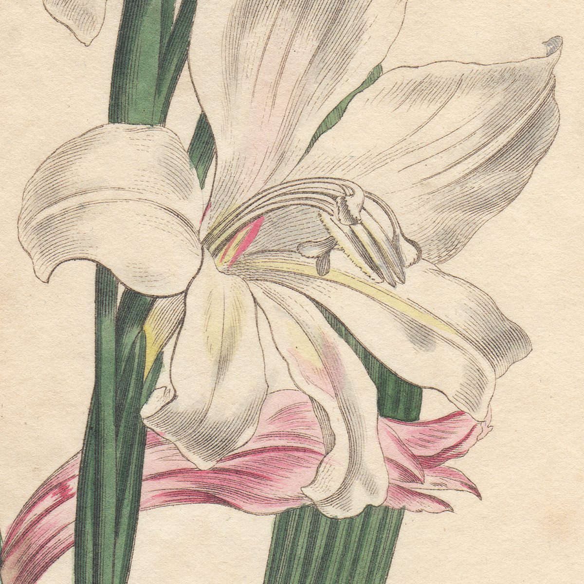 Curtis Plate 648 Snow-White Corn-Flag - Image 2