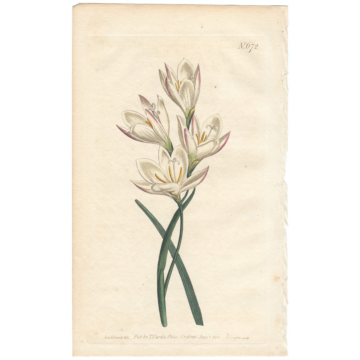 Curtis Plate 672 Yellow-Flowered Geissorhiza
