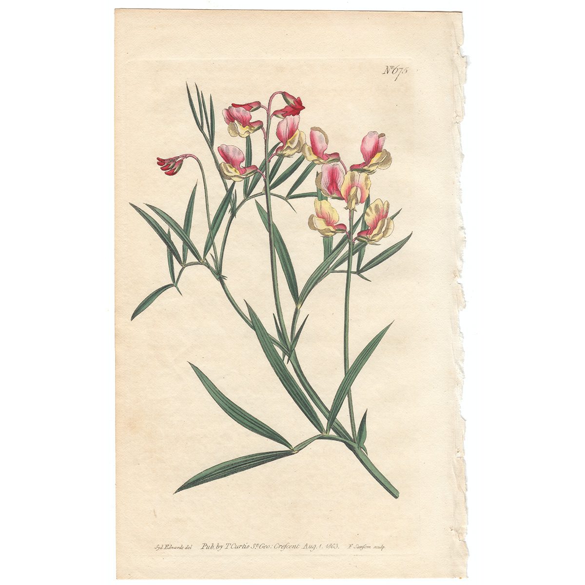 Curtis Plate 675 Particoloured Bitter-Vetch