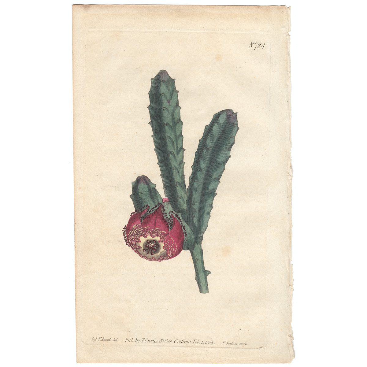 Curtis Plate 724 Revolute-Flowered Stapelia