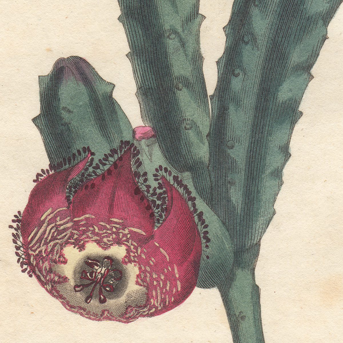 Curtis Plate 724 Revolute-Flowered Stapelia - Image 2