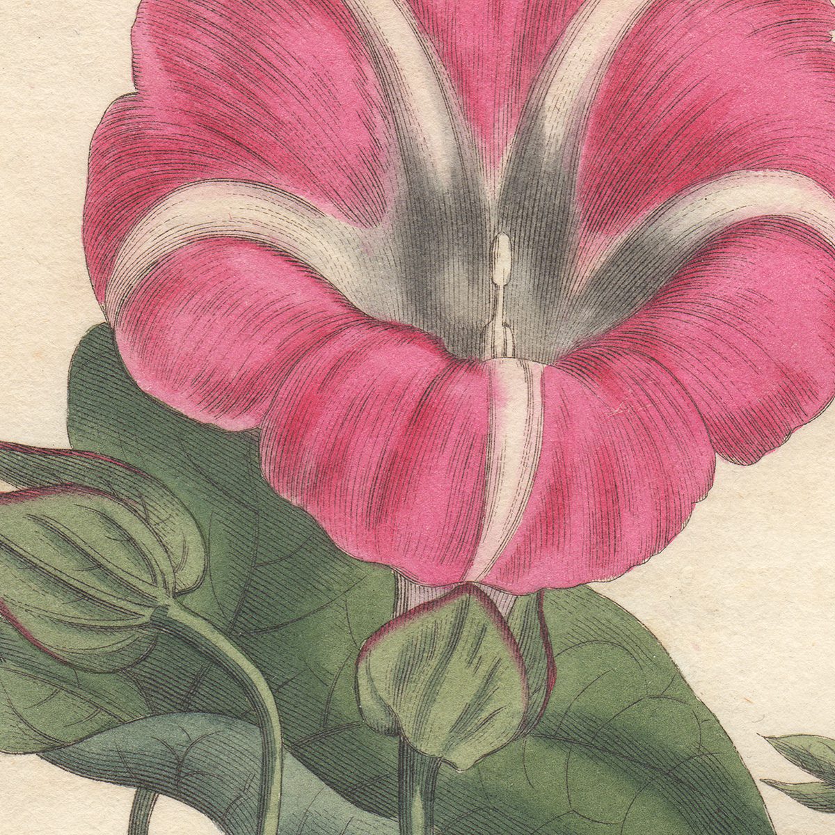 Curtis Plate 732 American Great Bindweed - Image 2