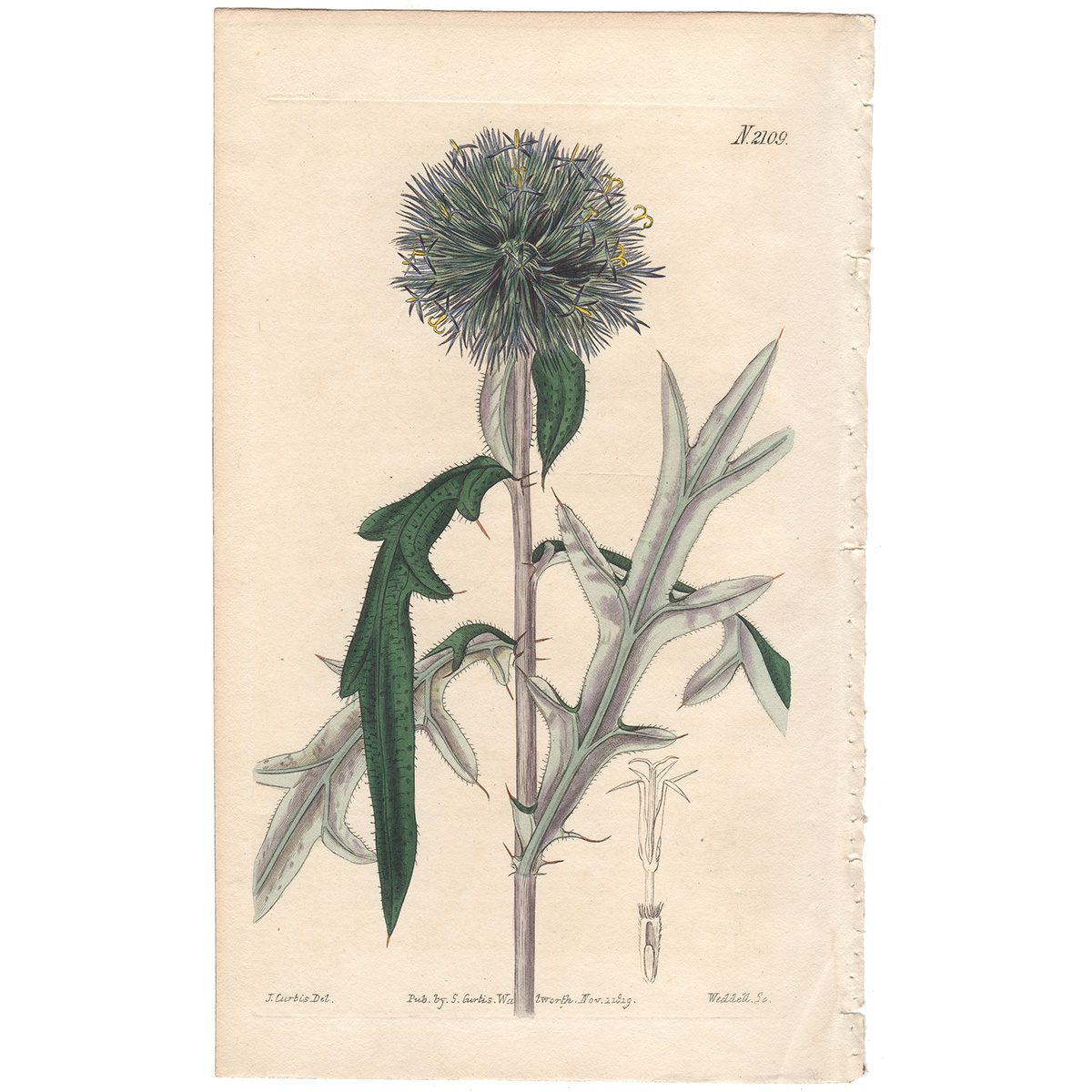 Curtis Plate 2109 Annual Globe-Thistle