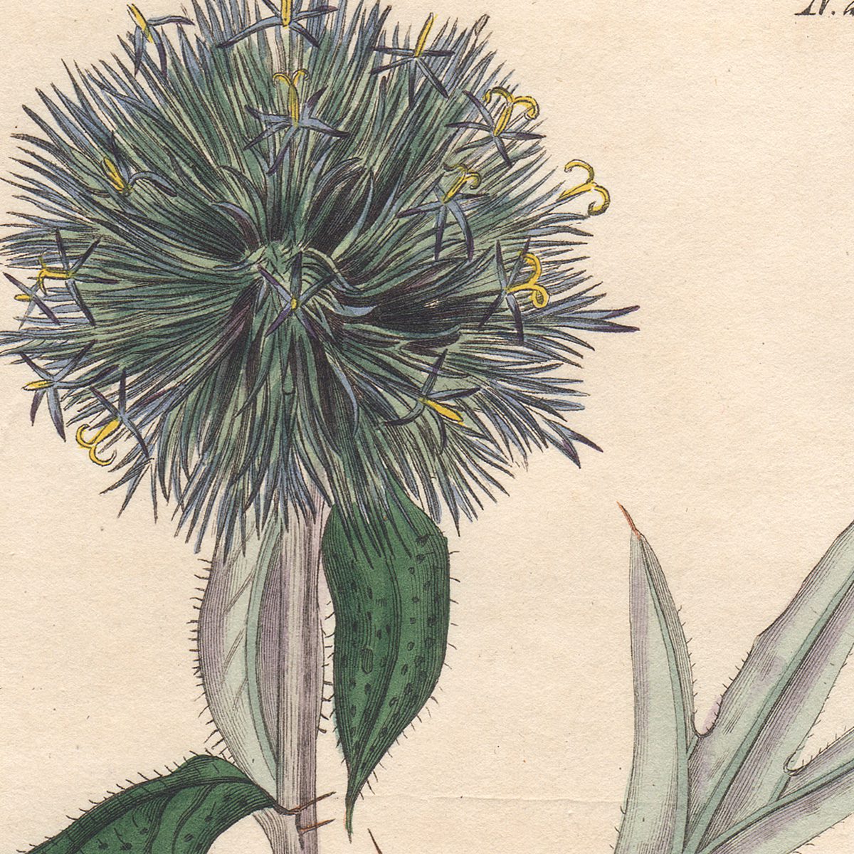 Curtis Plate 2109 Annual Globe-Thistle - Image 2