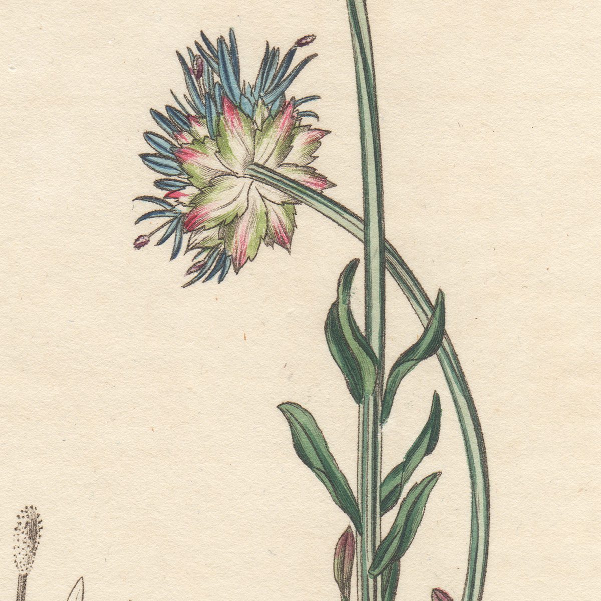 Curtis Plate 2198 Perennial Sheeps-bit - Image 2