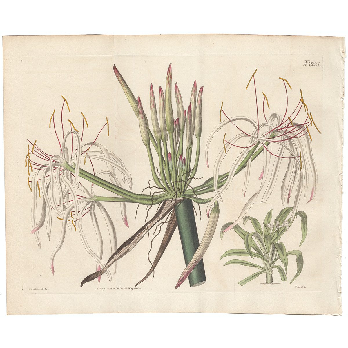 Curtis Double Sheet Plate 2231 Sloping-flowered Crinum