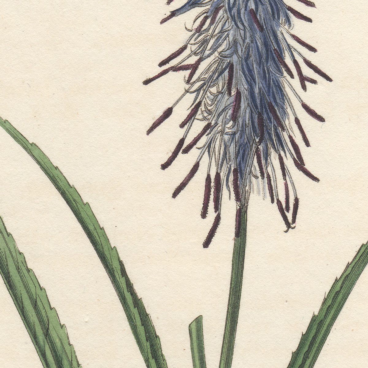 Curtis Plate 2271 Scorzonera-leaved Rampion - Image 2