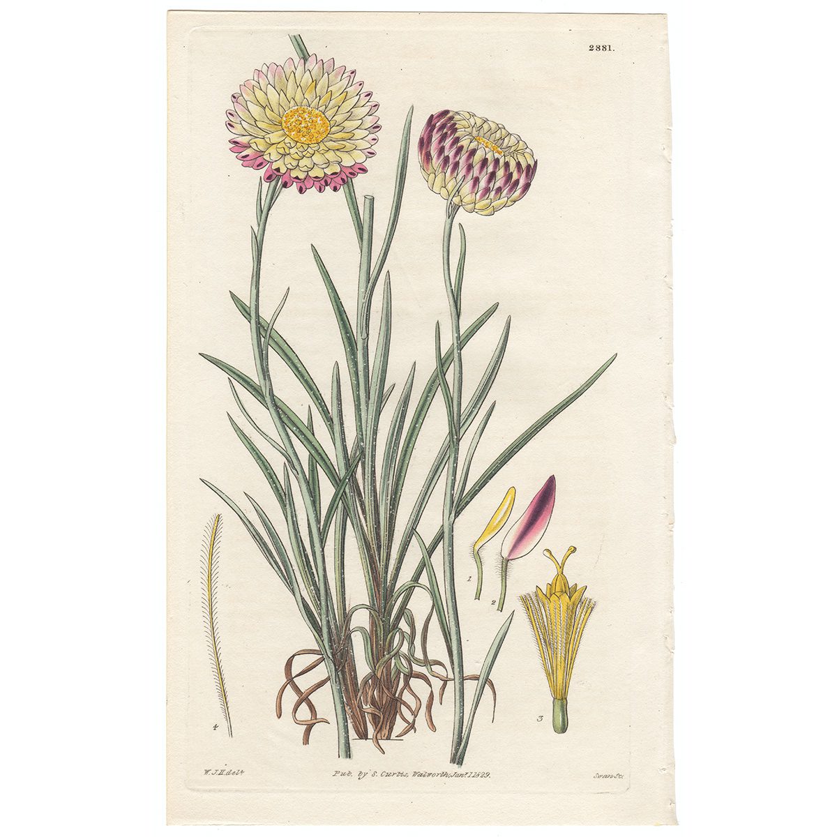 Curtis Plate 2881 Hoary-leaved Elichrysum