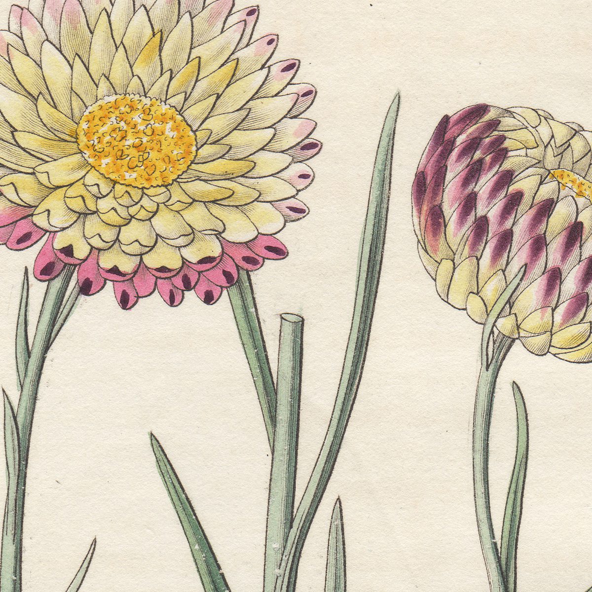 Curtis Plate 2881 Hoary-leaved Elichrysum - Image 2