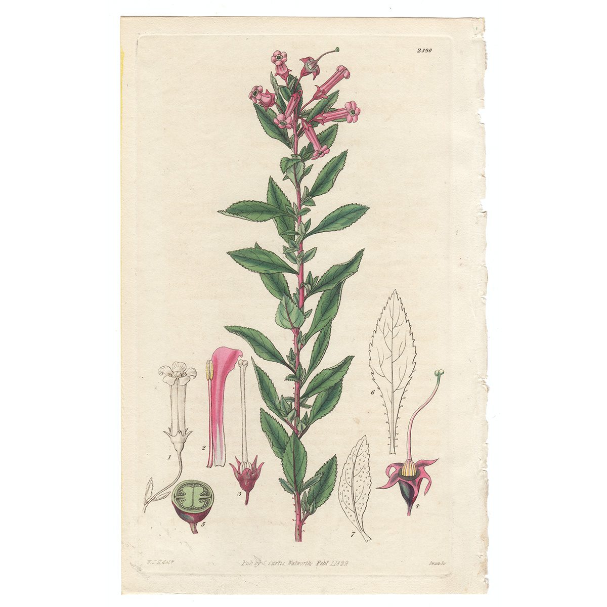 Curtis Plate 2890 Red-flowered Escallonia