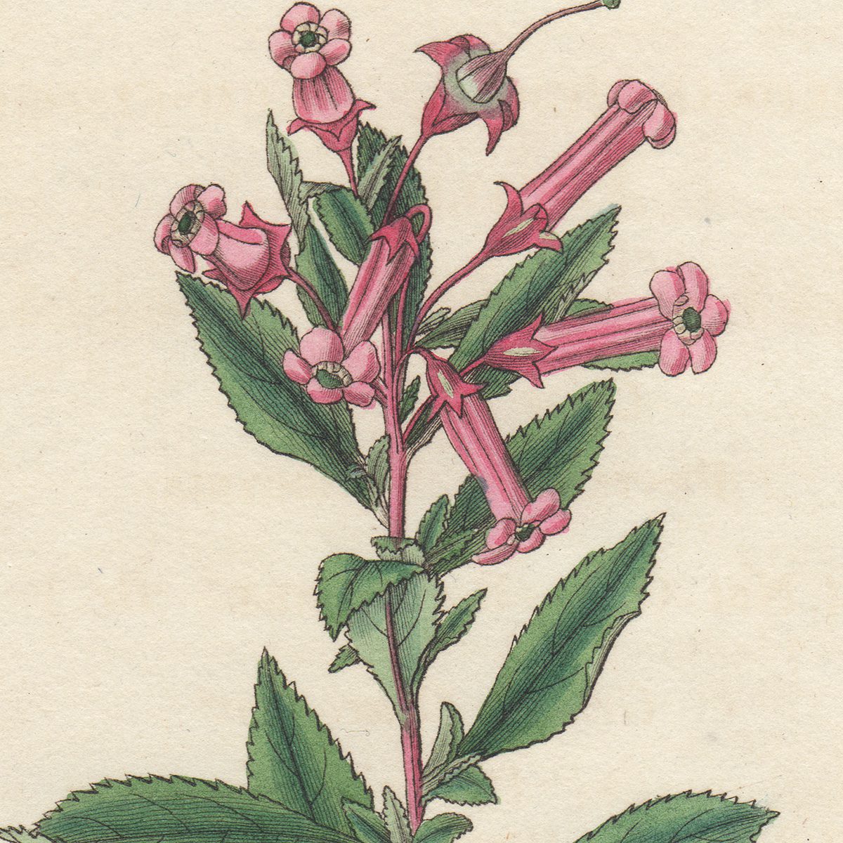 Curtis Plate 2890 Red-flowered Escallonia - Image 2