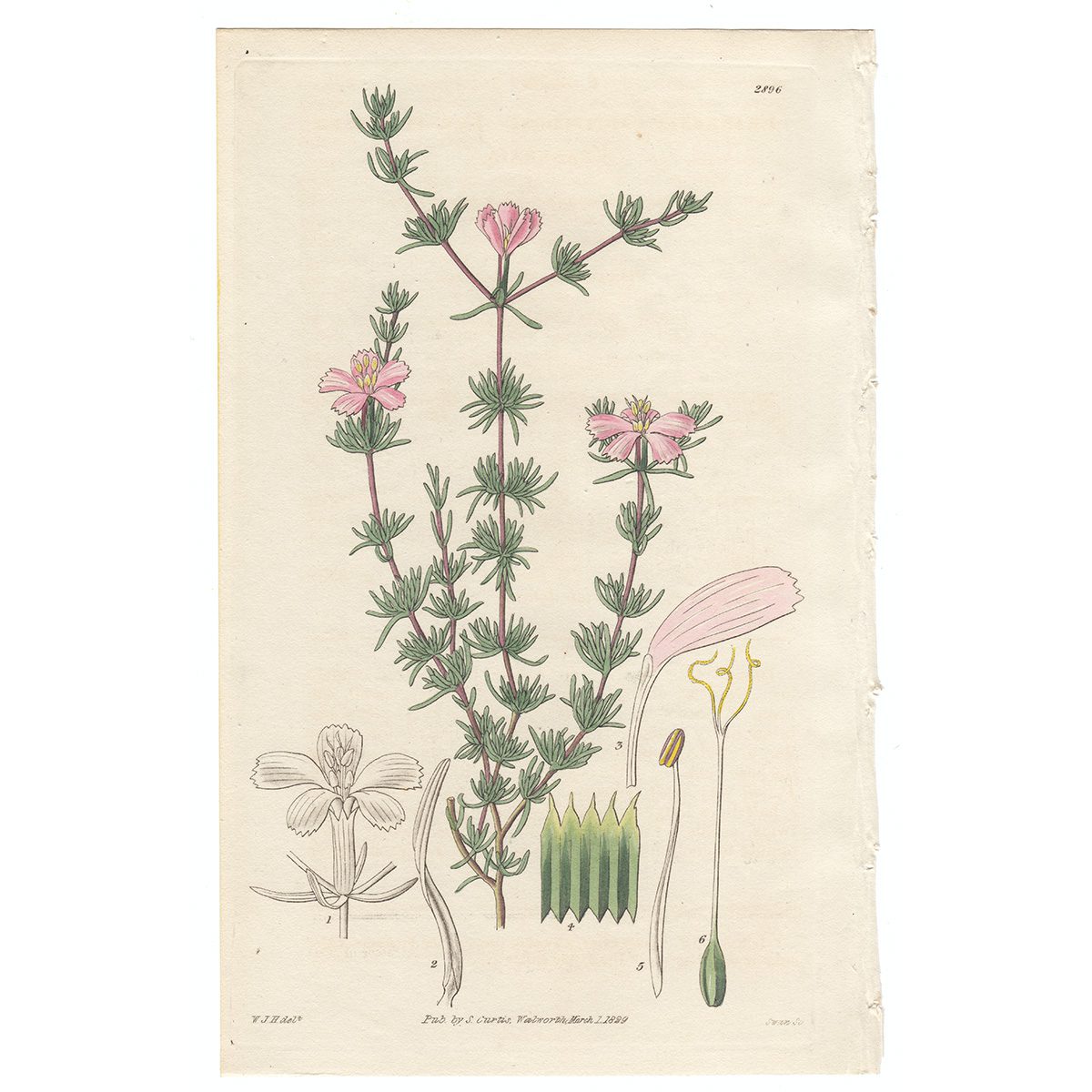 Curtis Plate 2896 Few-flowered Frankenia