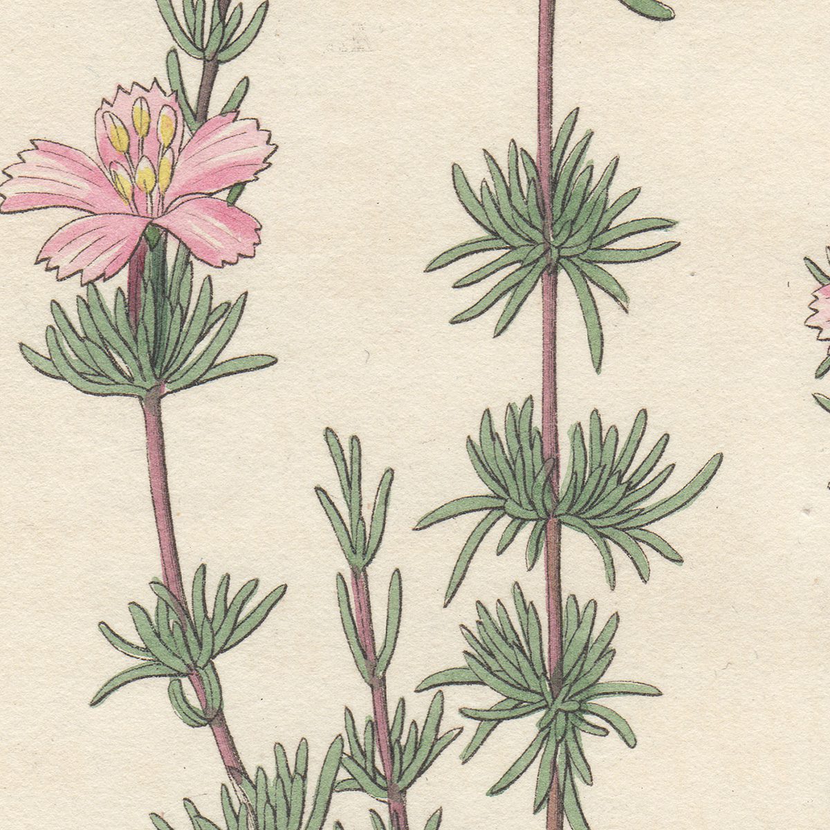 Curtis Plate 2896 Few-flowered Frankenia - Image 2