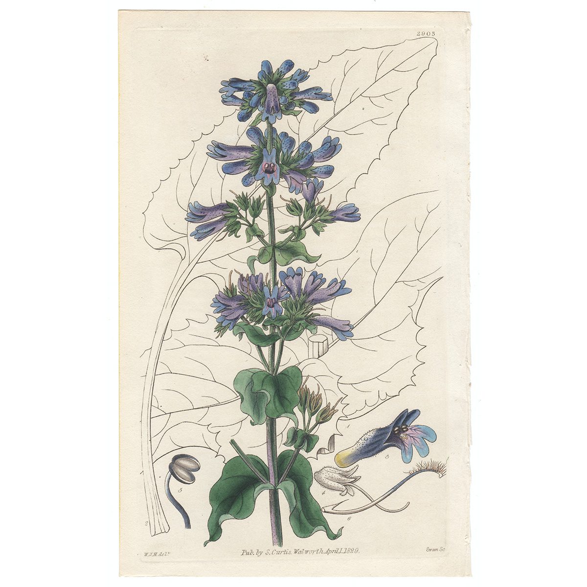 Curtis Plate 2903 Ovate-leaved Pentstemon