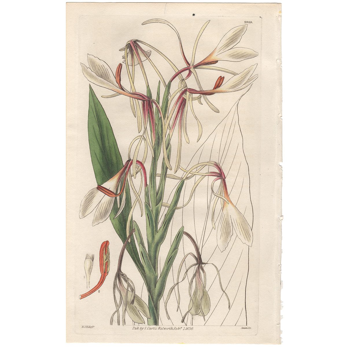 Curtis Plate 2969 Hedychium Acuminatum