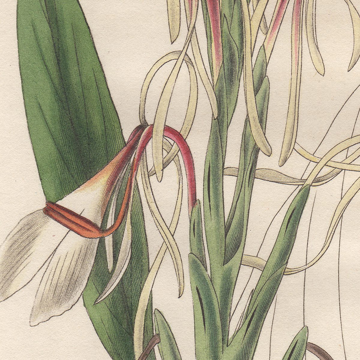 Curtis Plate 2969 Hedychium Acuminatum - Image 2